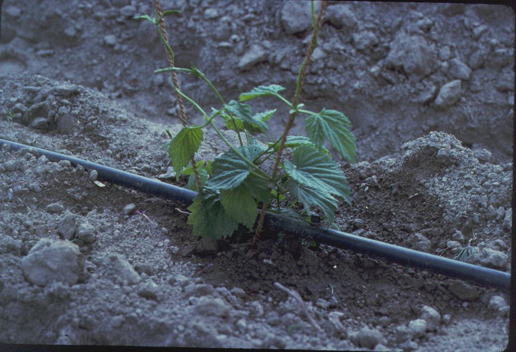 Drip irrigation line. Stock photograph, not a Samanga site